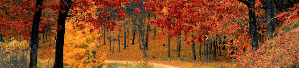 autumn leaves