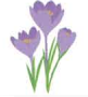 purple tulips
